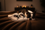 Boston Terrier s papučemi na dece