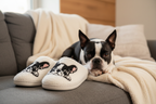 Boston Terrier s papučemi na gauči